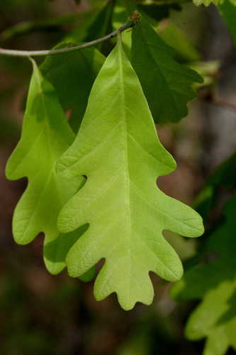 Quercus alba #2